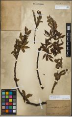 Foto von Salix korsakoviensis H. Lév.